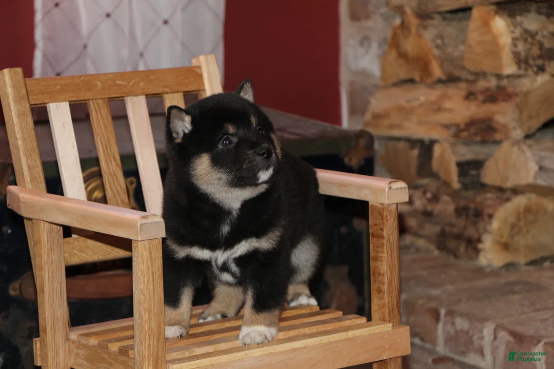 Shiba Inu dogs for sale: Shiba Inu Puppy 1 - Ad 2