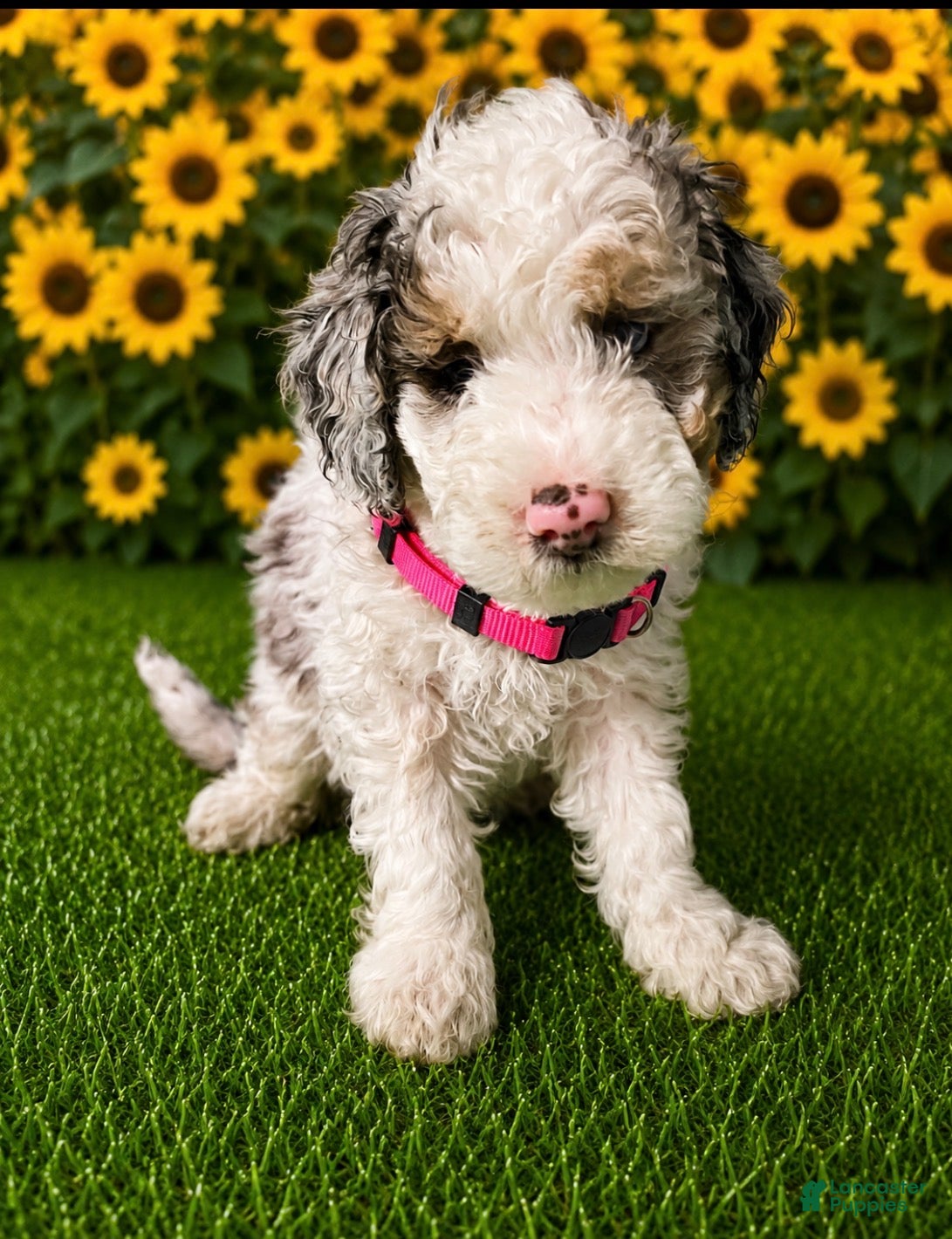 Aussiedoodle dogs Pink Collar  - Ad 2