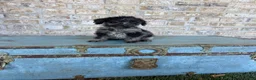 Miniature Labradoodle dogs for sale: Bluebell - Ad 2