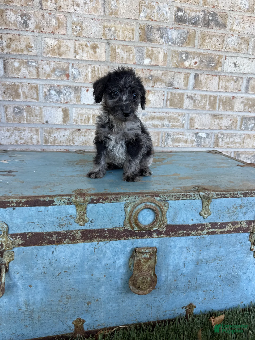 Miniature Labradoodle dogs for sale: Bluebell - Ad 2