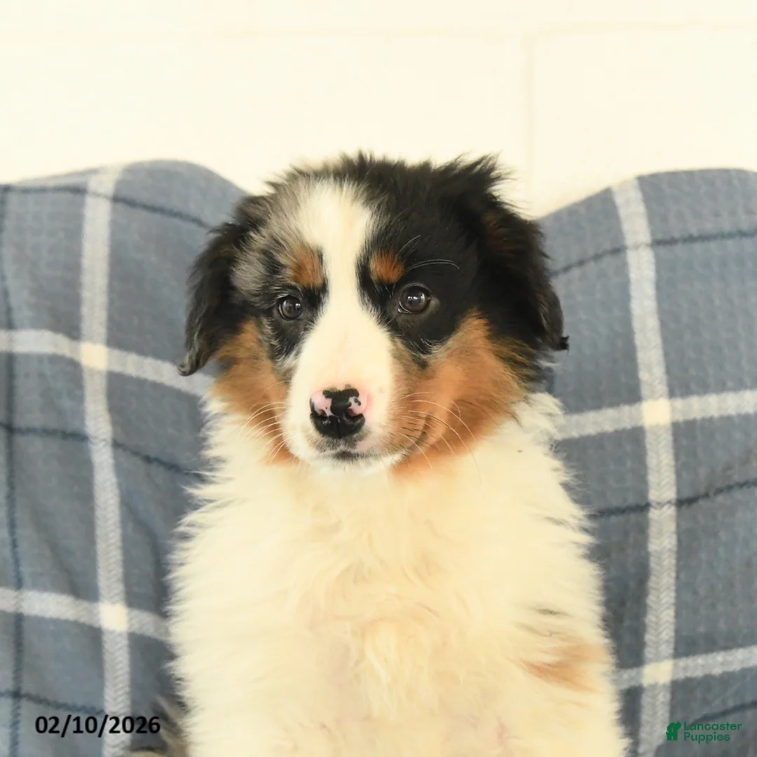 Australian Shepherd dogs for sale: Koda - Ad 3