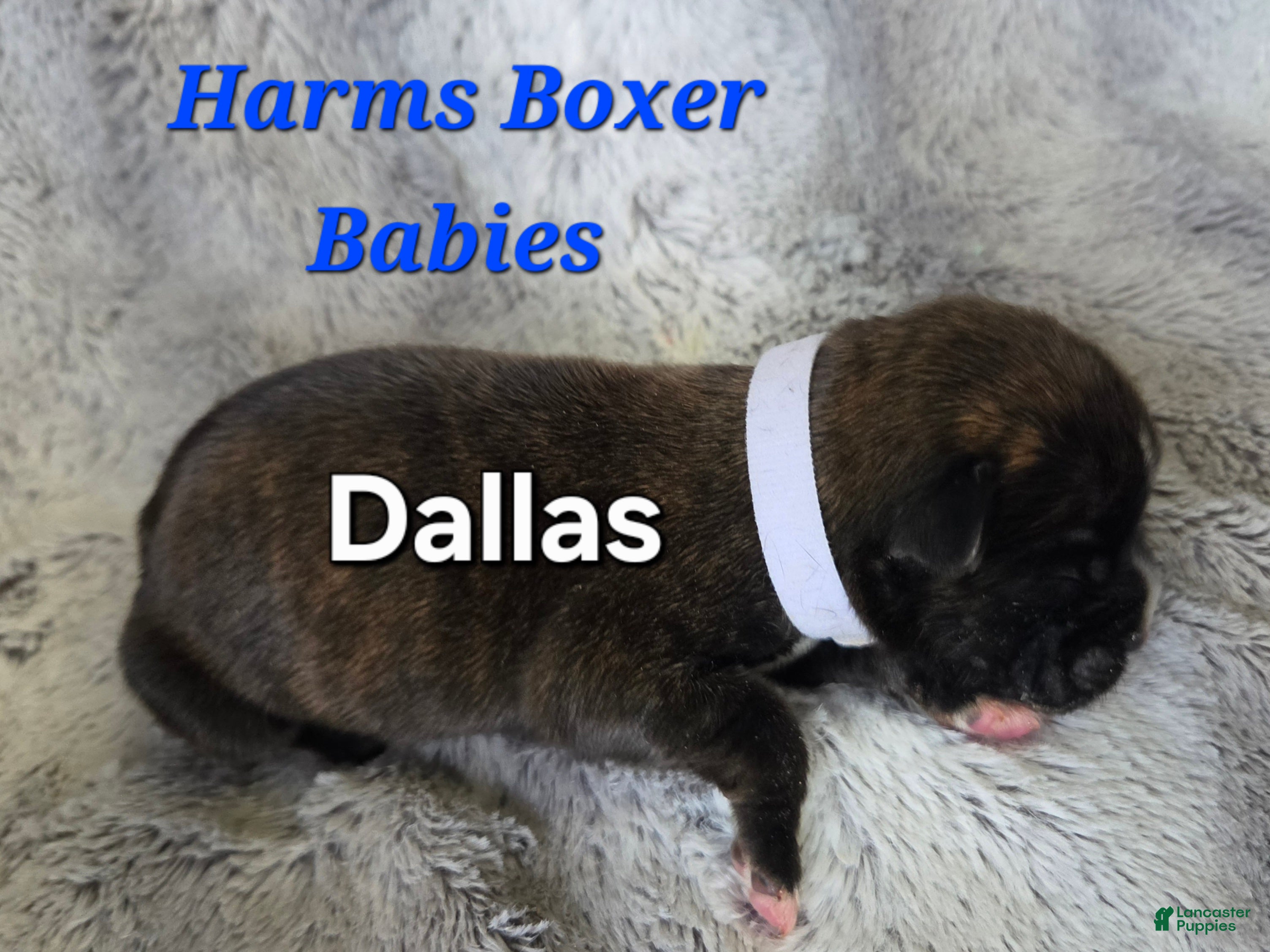 Boxer dogs Dallas - Ad 19