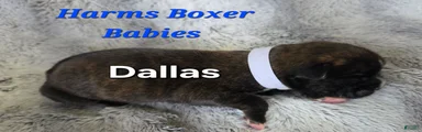 Dallas