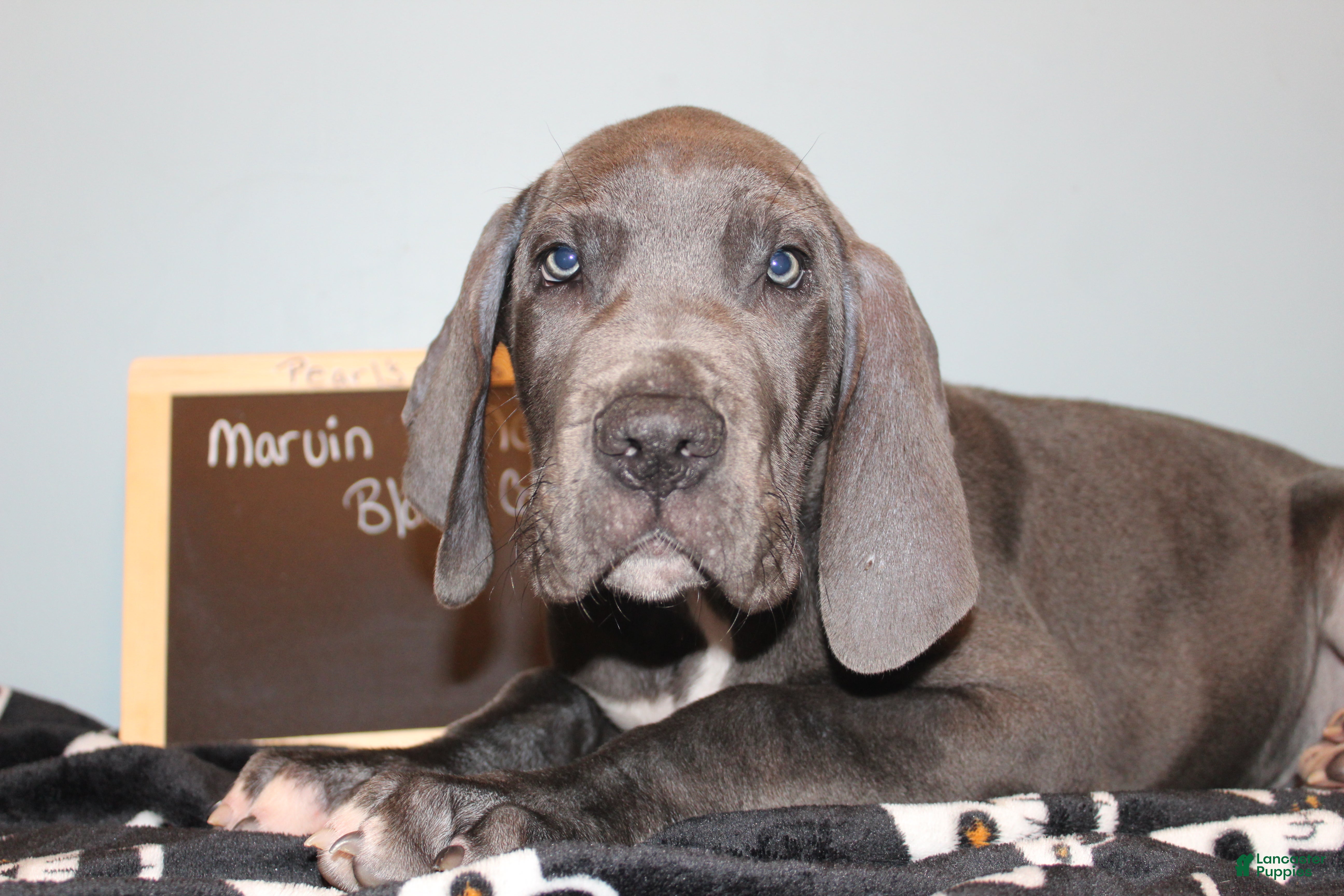 Great Dane dogs Marvin - Ad 17