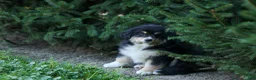 Miniature Australian Shepherd dogs for sale: LINCOLN [ new pictures] - Ad 9