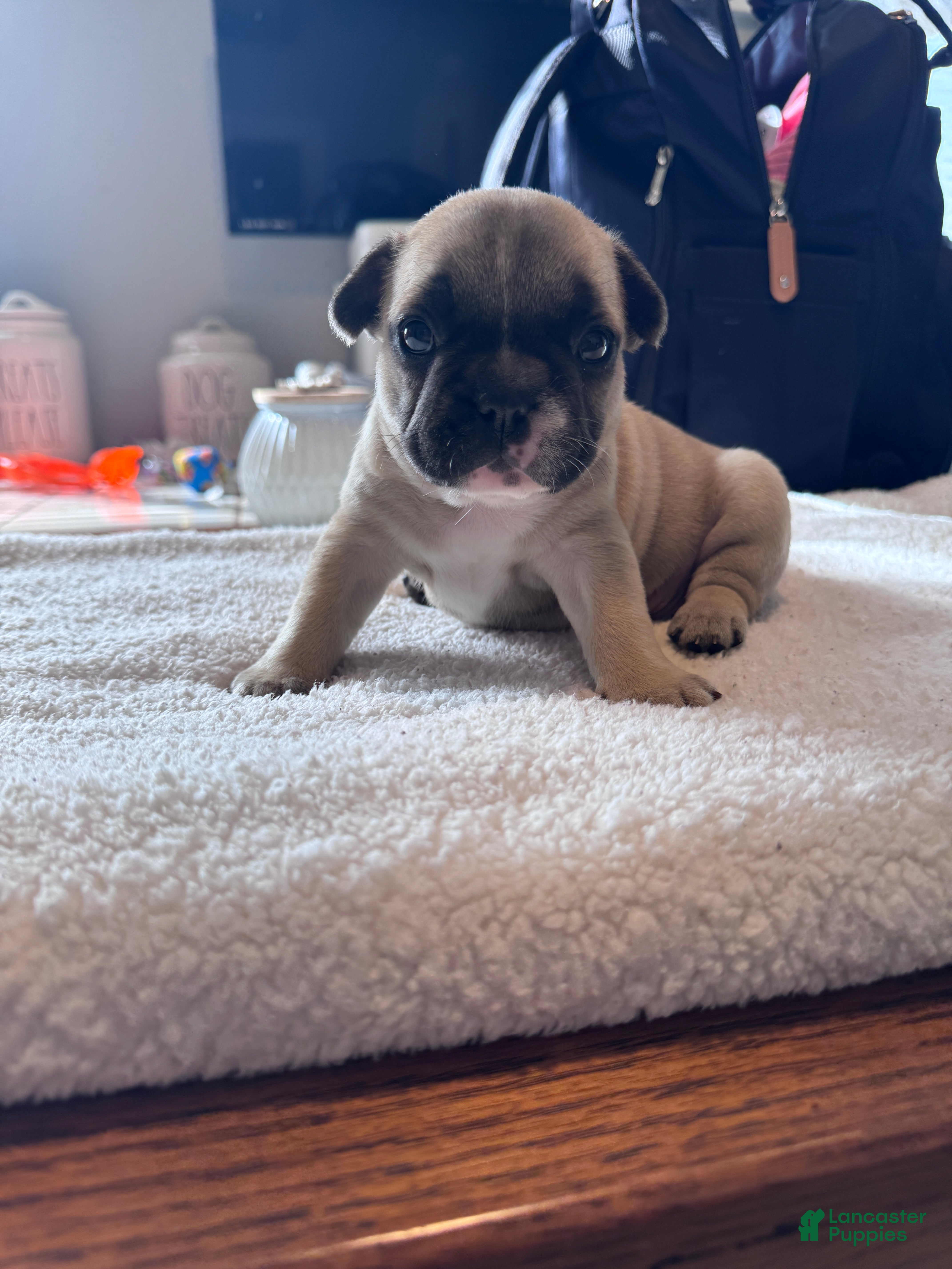 French Bulldog dogs French Bulldog Puppy 4 - Ad 15