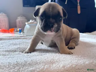 French Bulldog dogs French Bulldog Puppy 4 - Ad 15