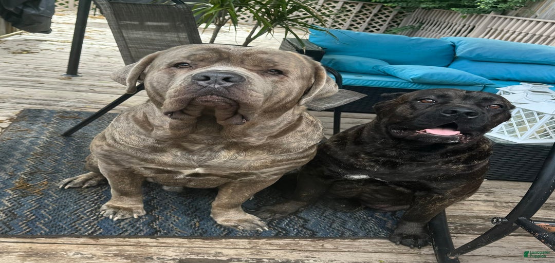 Gallery Image {{count}}