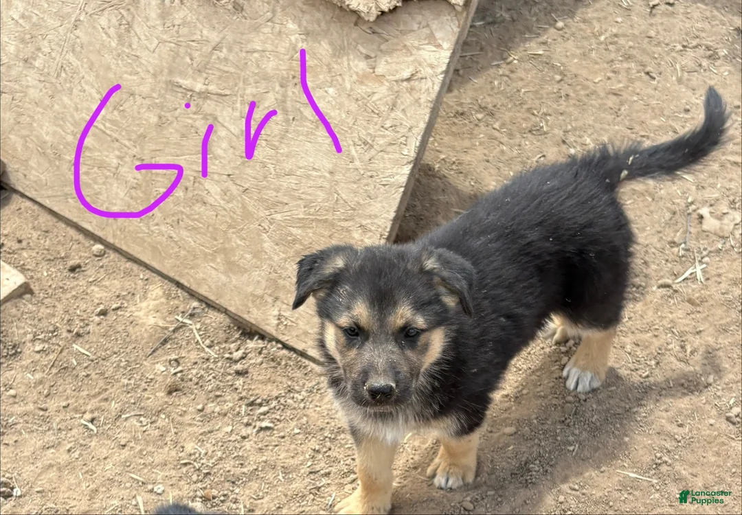Mixed Breed dogs for sale: Mixed Breed 3 - Ad 2