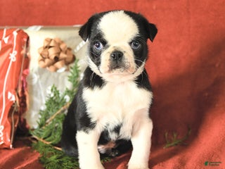 Pug dogs Rudolph - Ad 41