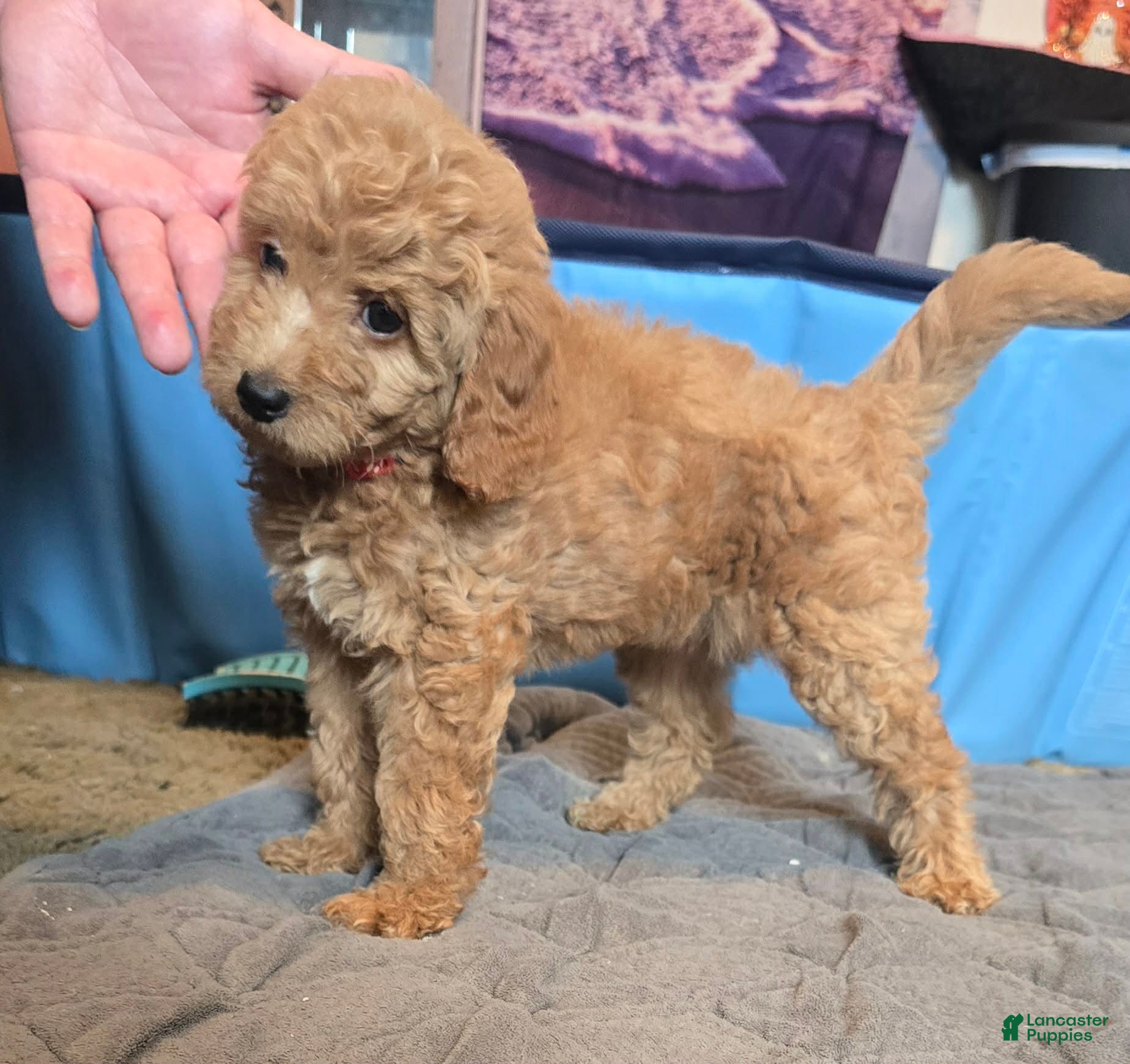 Mini Goldendoodle dogs daisy  - Ad 2