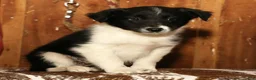 Border Collie dogs for sale: Daisy - Ad 3