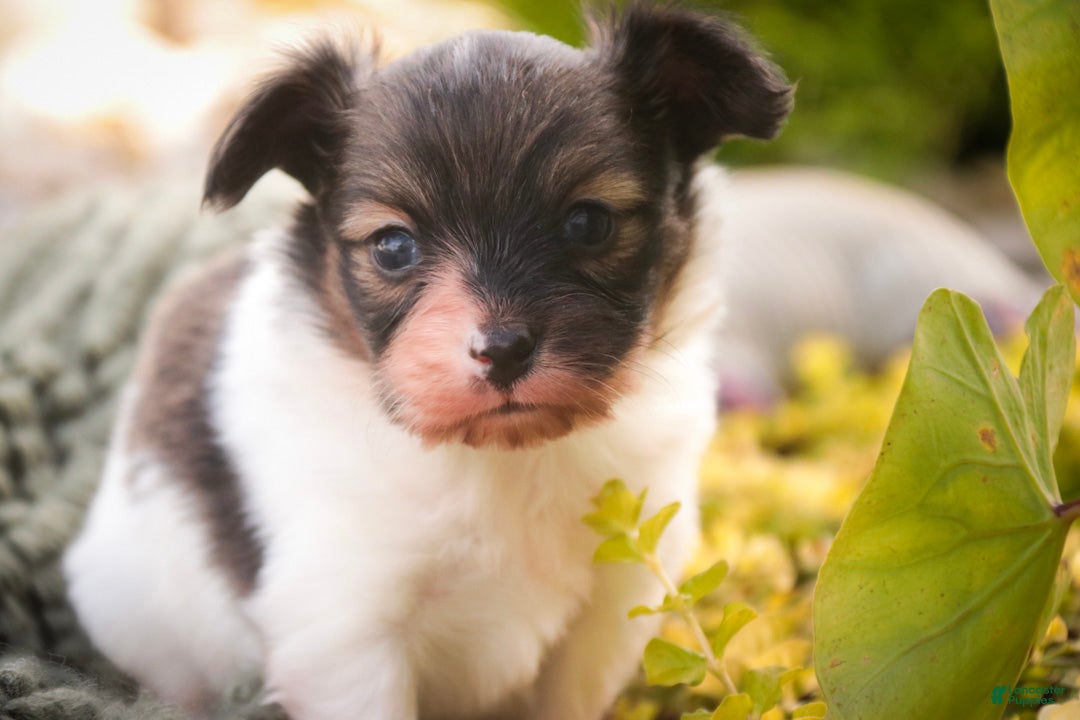 Papillon dogs Laddie Papillon  - Ad 1