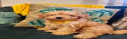 Toy Poodle dogs for sale: Honey- Potty Trained 5lbs Full GROWN - Ad 14
