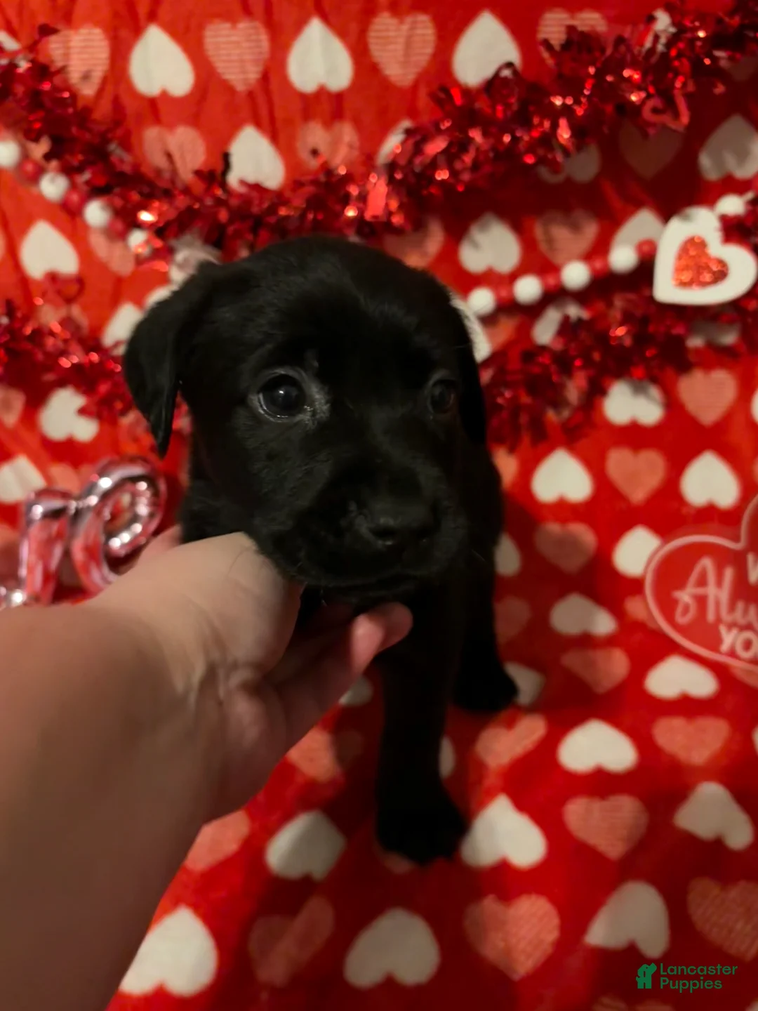 Labrador Retriever dogs for sale: Maisie - Ad 1