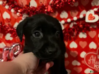 Labrador Retriever dogs Maisie - Ad 18