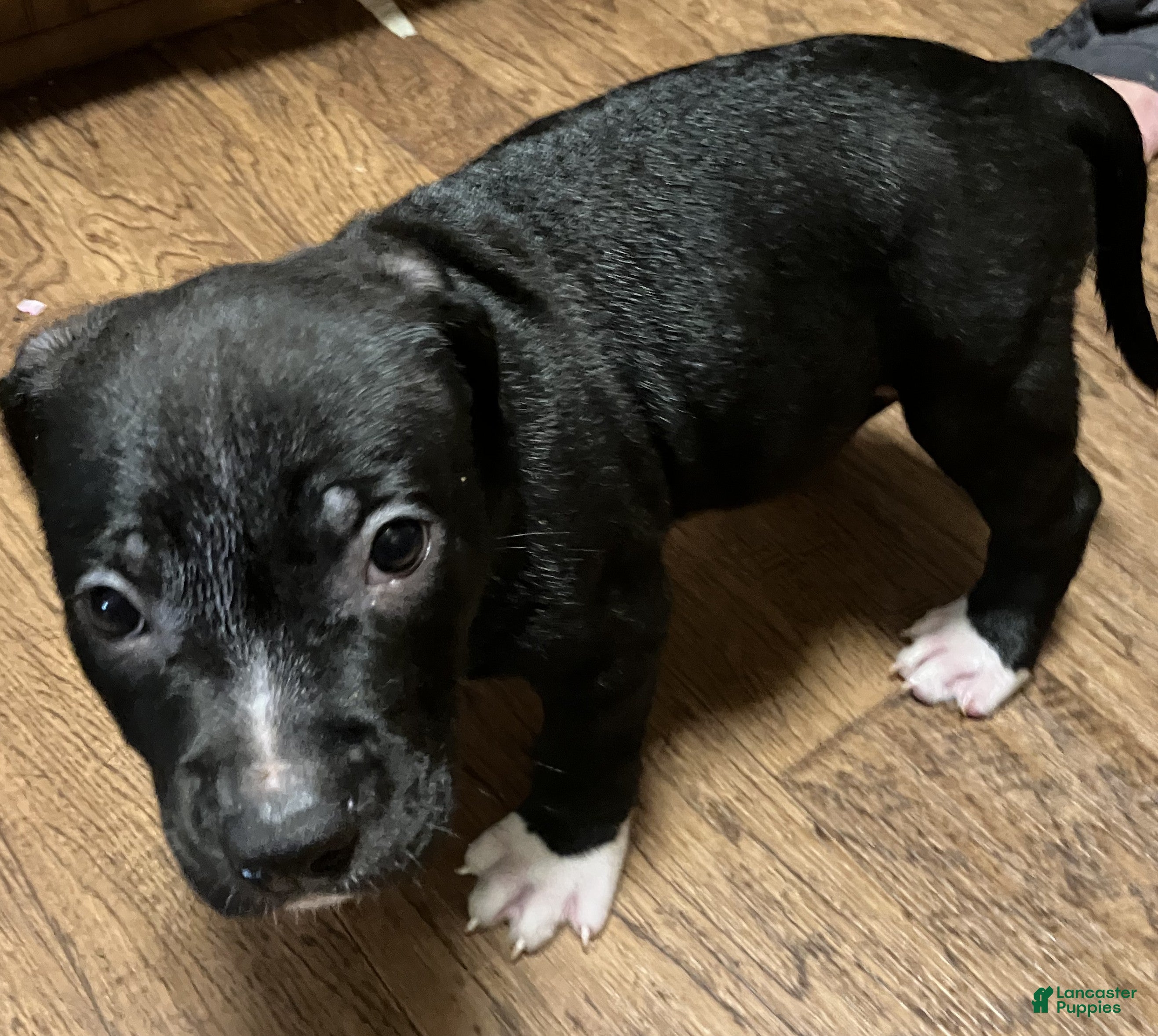 American Pit Bull Terrier dogs American Pit Bull Terrier 4 - Ad 16