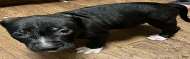 American Pit Bull Terrier 4