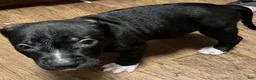 American Pit Bull Terrier dogs for sale: American Pit Bull Terrier 4 - Ad 1