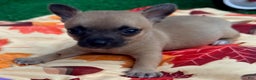 Chihuahua dogs for sale: Macho - Ad 2