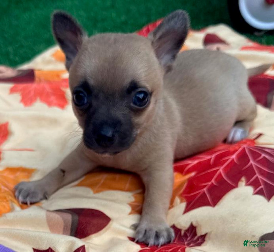 Chihuahua dogs for sale: Macho - Ad 2