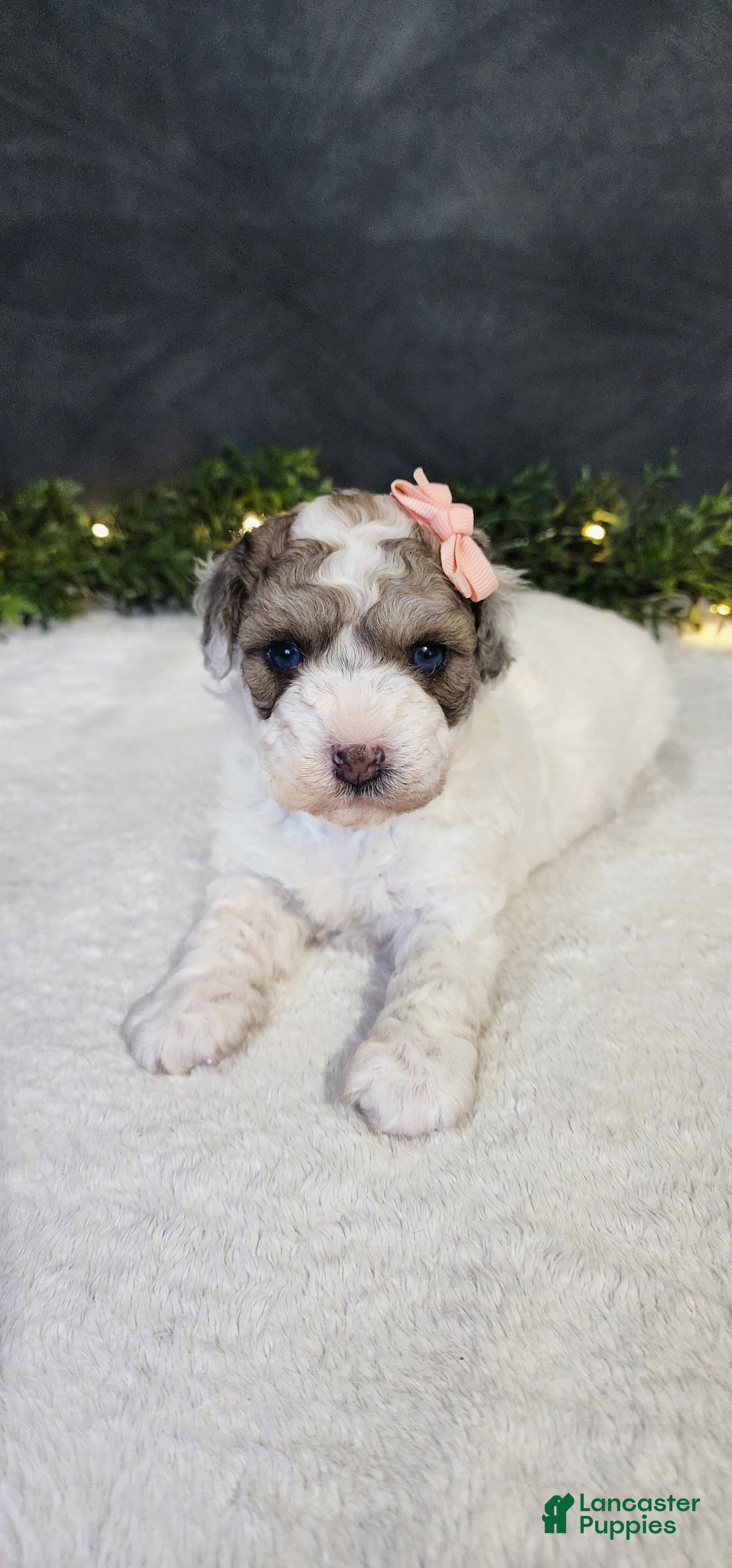 Miniature Poodle dogs Princess  - Ad 1