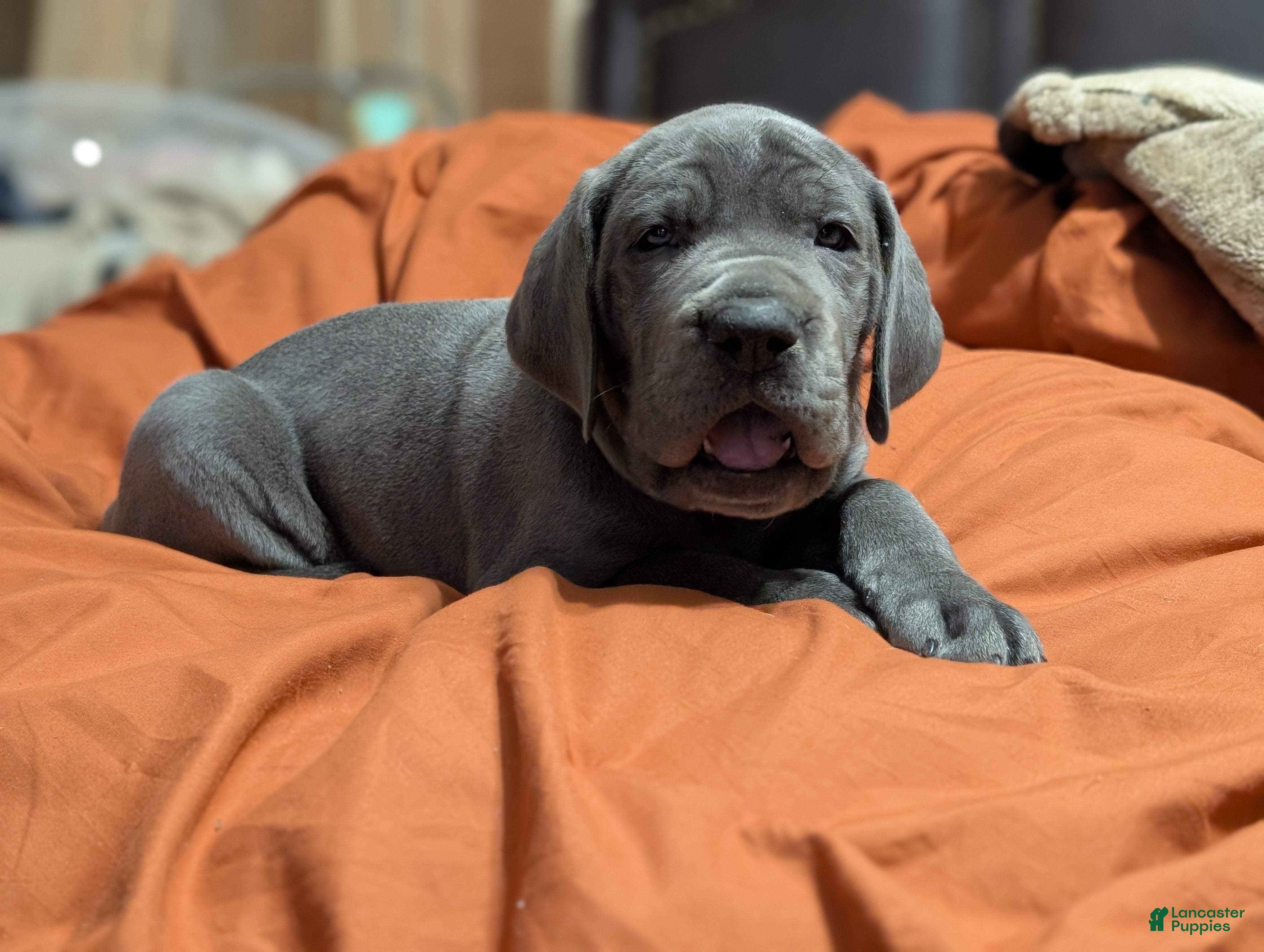 Great Dane dogs Yellow Collar Leo - Ad 2