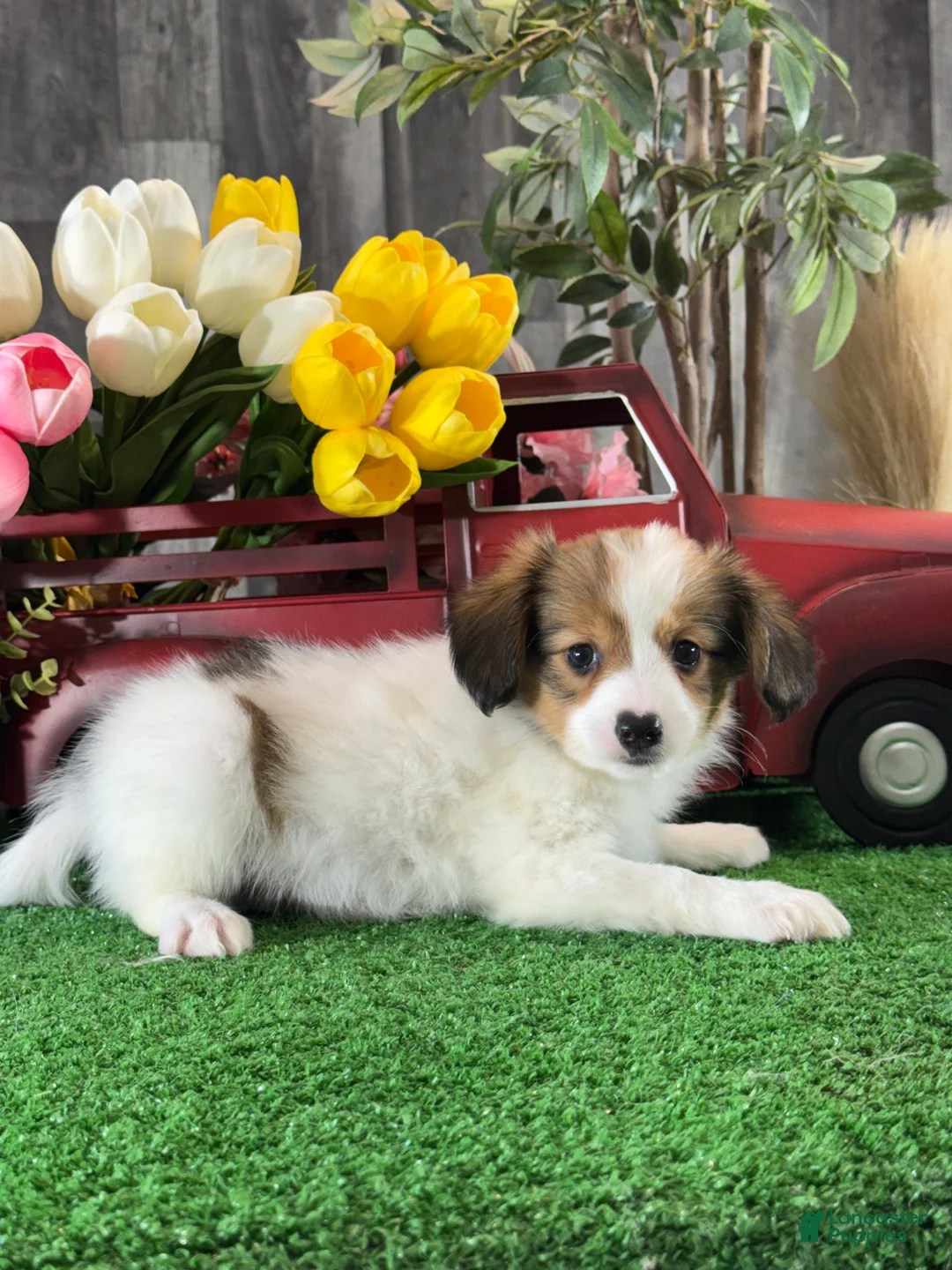 Papillon dogs for sale: Rocket 🚀  - Ad 2