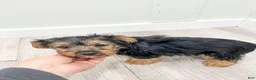 Yorkshire Terrier dogs for sale: Ivy - Ad 8