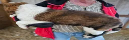 Mixed Breed dogs for sale: Mixed Breed Puppy 1 - Ad 5