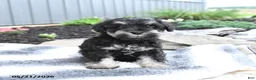 Miniature Schnauzer dogs for sale: Izzy - Ad 3