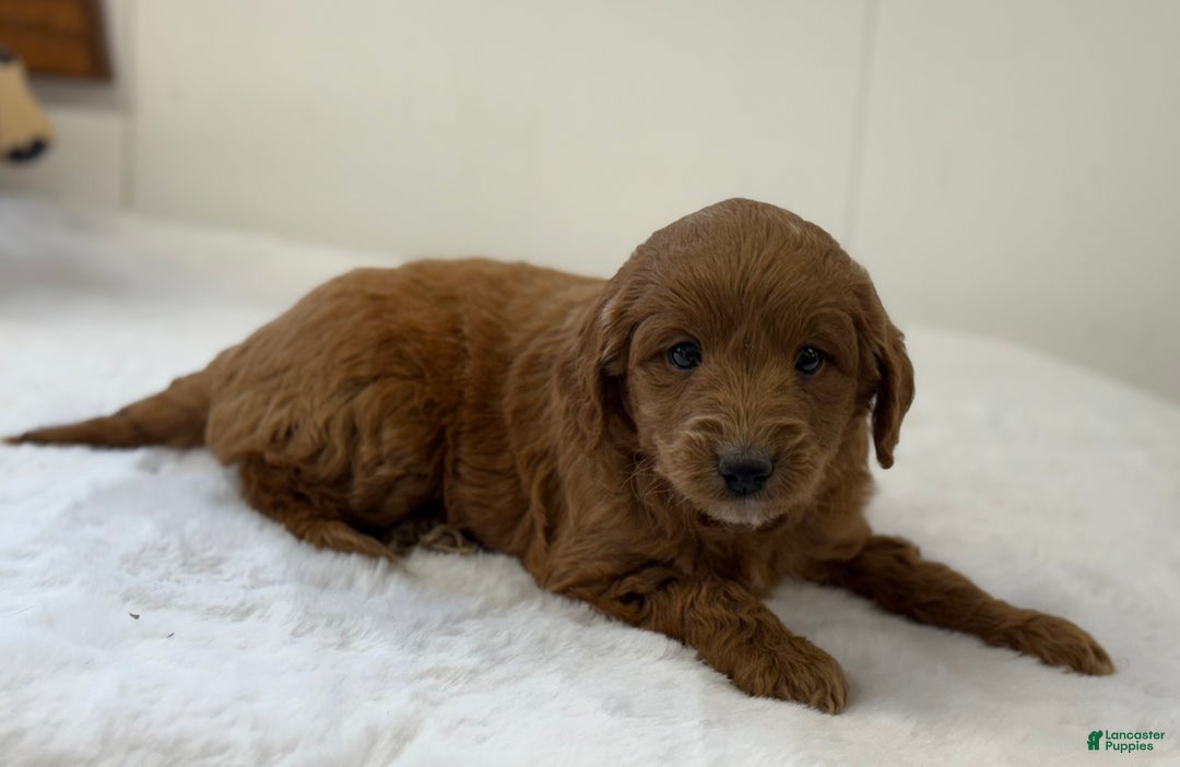 Mini Goldendoodle dogs for sale: Sage - Ad 5