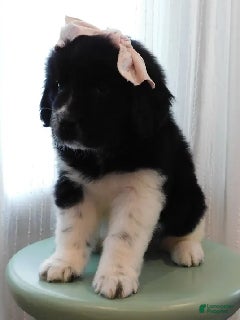 Newfoundland dogs Miss Eve - Ad 23