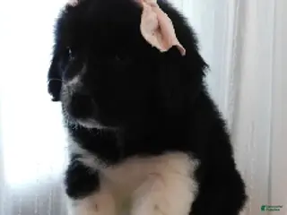 Newfoundland dogs Miss Eve - Ad 23