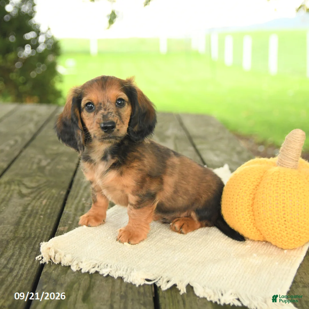 Miniature Dachshund dogs for sale: Ace - Ad 1