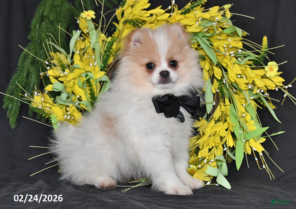 Pomeranian dogs Carson - Ad 1