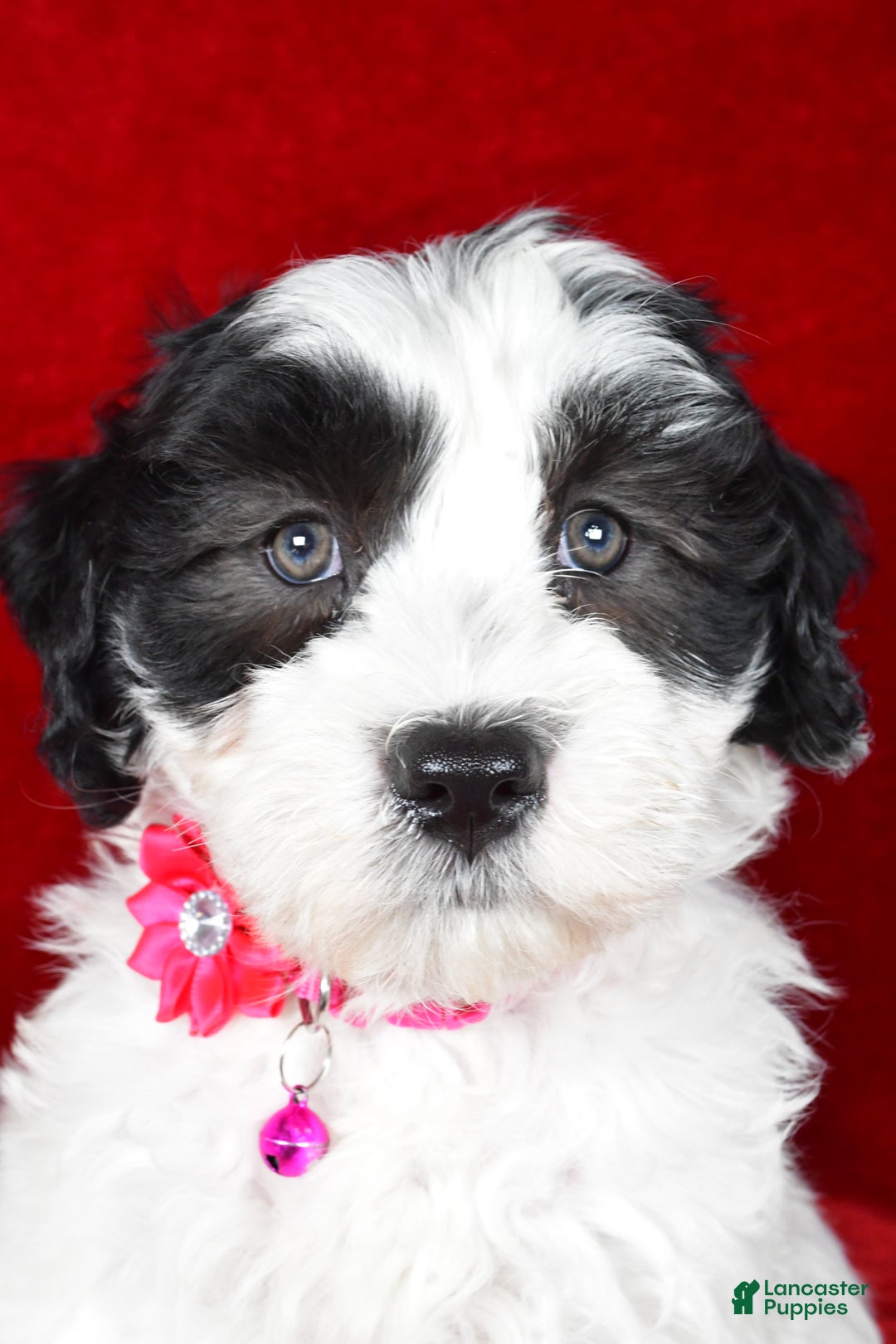 Newfypoo dogs for sale: Hailey f one b - Ad 8