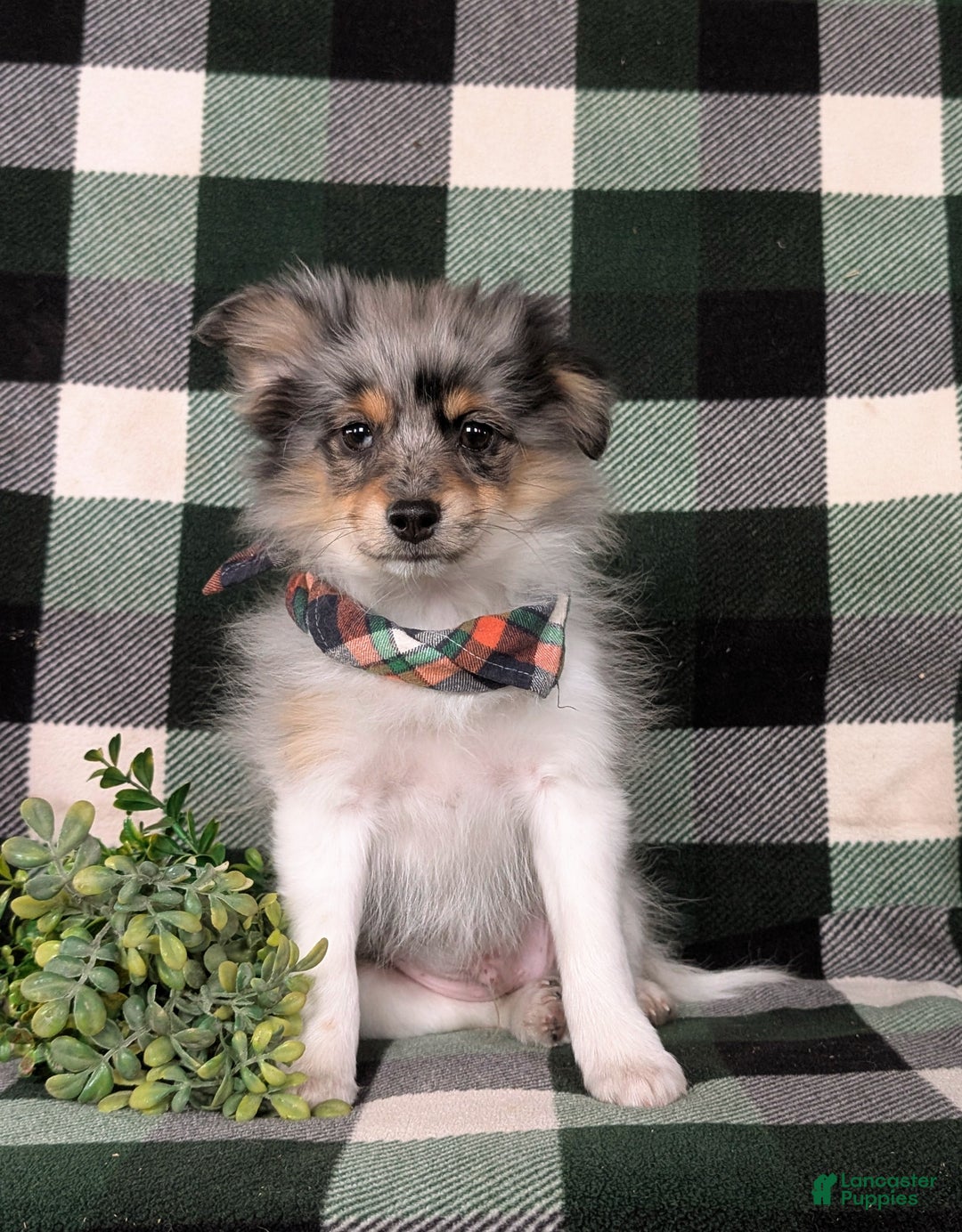 Pomeranian dogs for sale: Sanborn - Ad 1