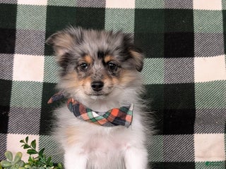 Pomeranian dogs for sale: Sanborn - Ad 1