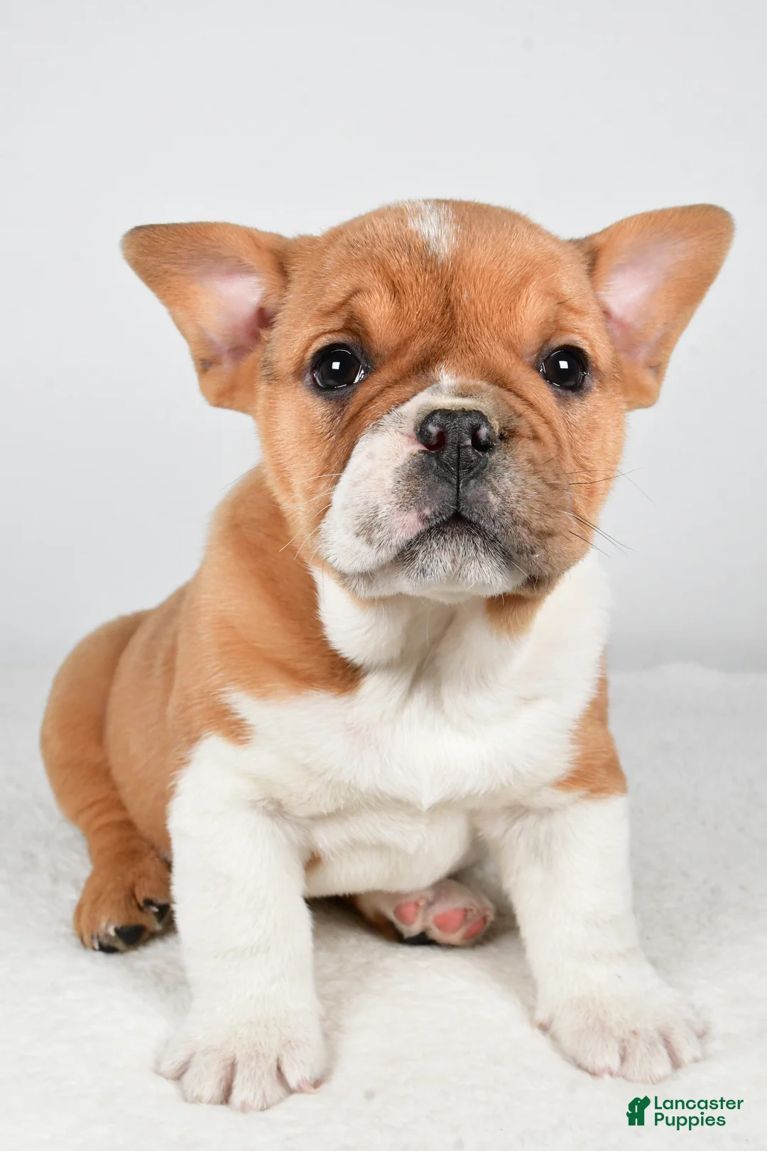 Beabull dogs for sale: Taffy - Ad 9