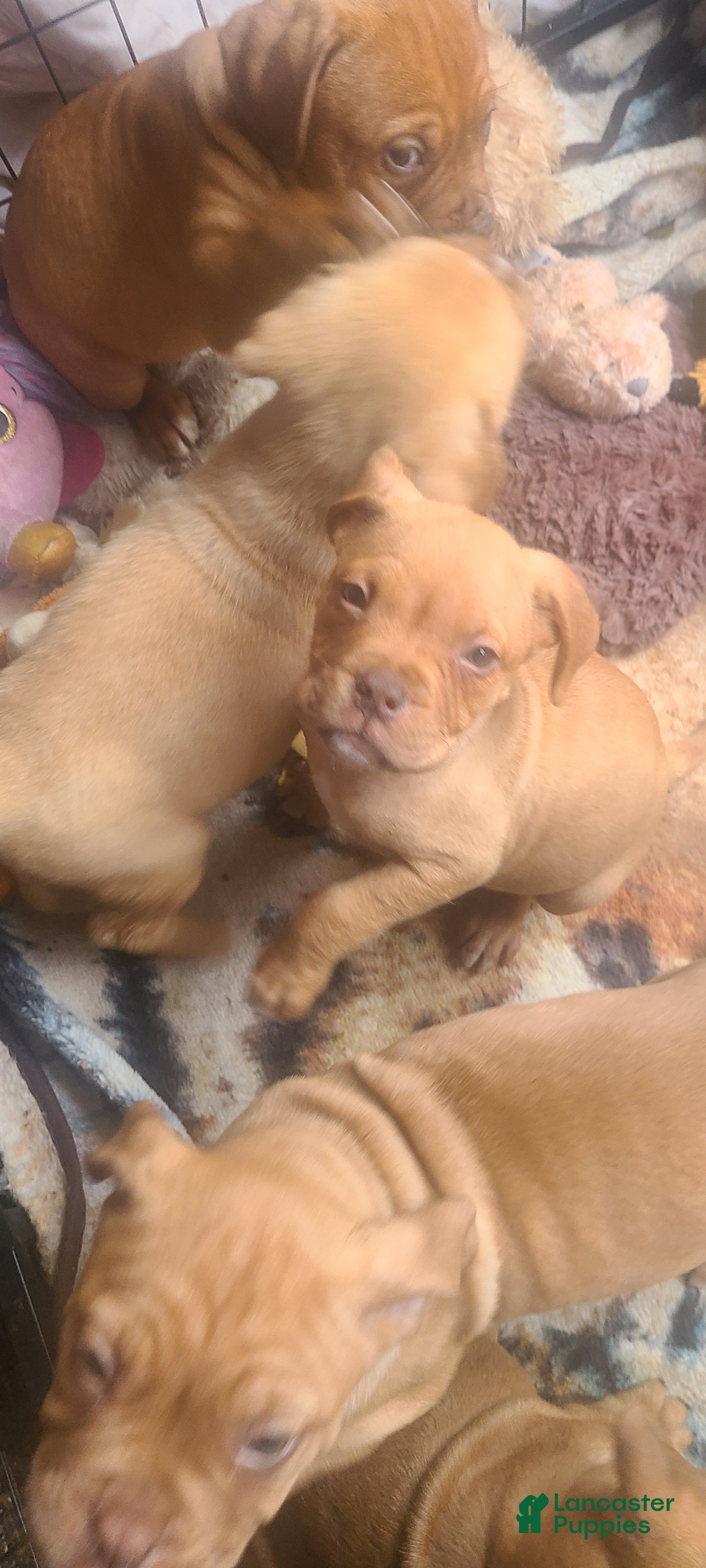 Dogue De Bordeaux dogs Dogue De Bordeaux Puppy 2 - Ad 1