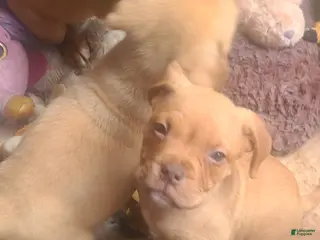 Dogue De Bordeaux dogs Dogue De Bordeaux Puppy 2 - Ad 1