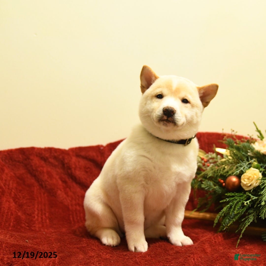 Shiba Inu dogs for sale: Elsa - Ad 3