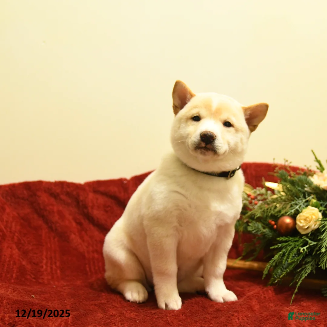 Shiba Inu dogs for sale: Elsa - Ad 3