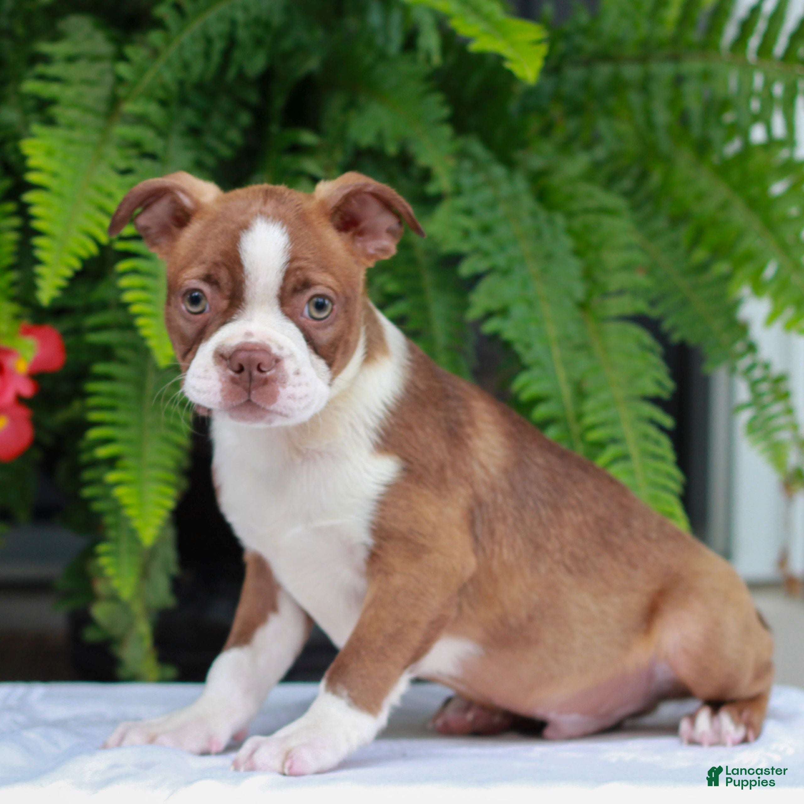 Boston Terrier dogs Bruce  - Ad 2