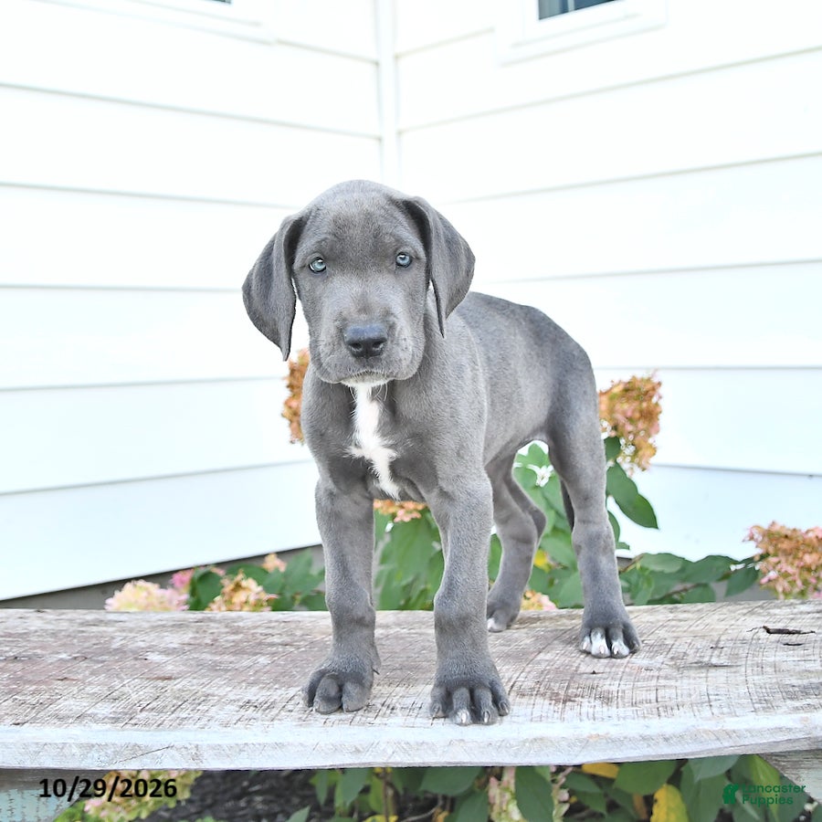 Great Dane dogs for sale: Jenny - Ad 2