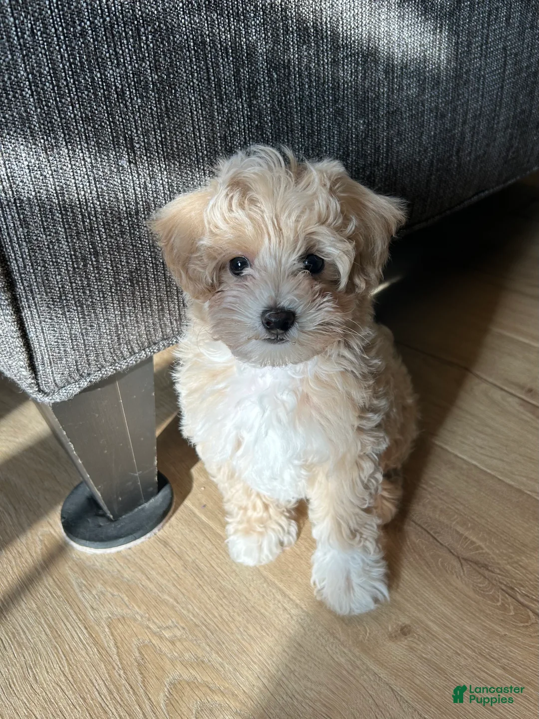 Maltipoo dogs for sale: Cream - Ad 2