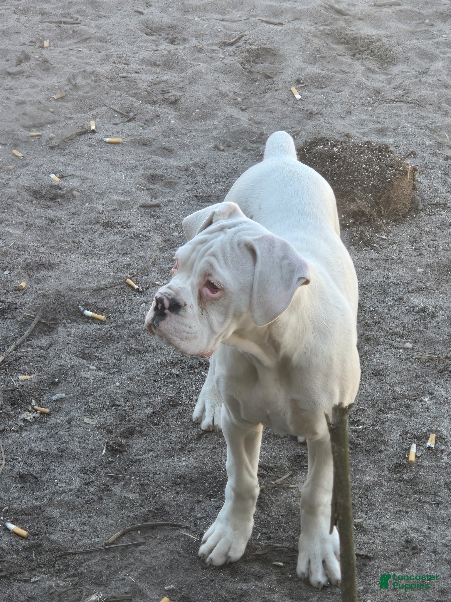 Boxer dogs Sam - Ad 2