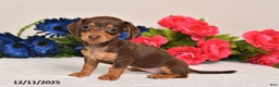 Miniature Dachshund dogs for sale: Sasha - Ad 2