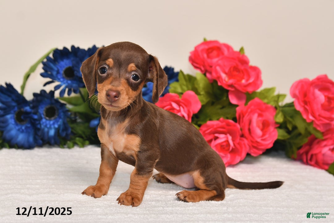 Miniature Dachshund dogs for sale: Sasha - Ad 2
